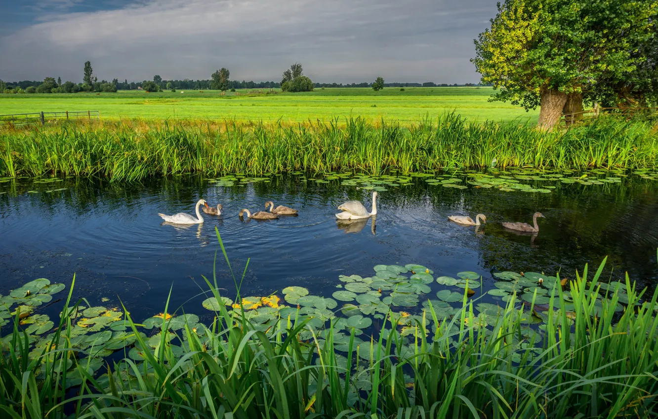Photo wallpaper landscape, nature, lake, swans