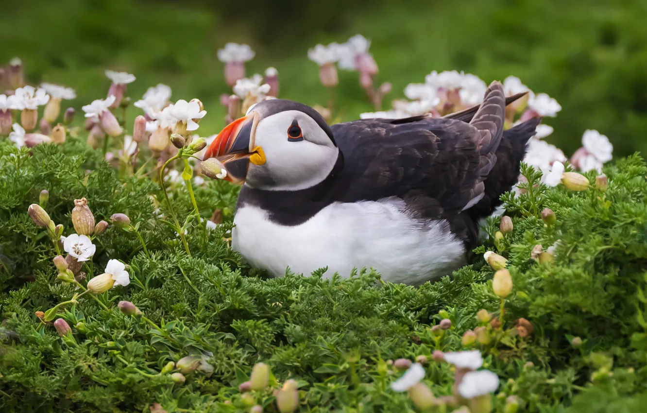 Photo wallpaper greens, summer, flowers, pose, bird, lies, stalled, Atlantic