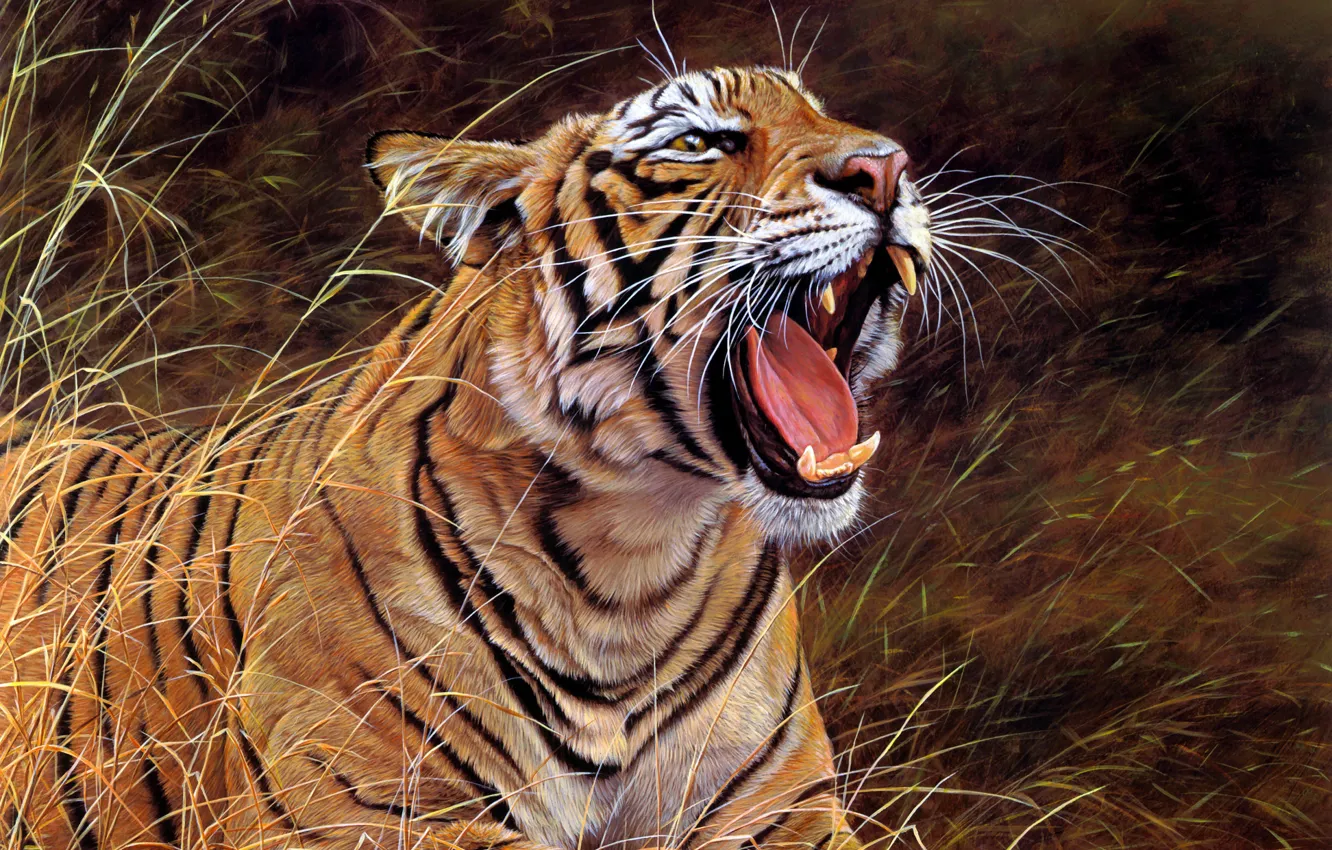 Photo wallpaper language, grass, look, face, nature, tiger, figure, picture