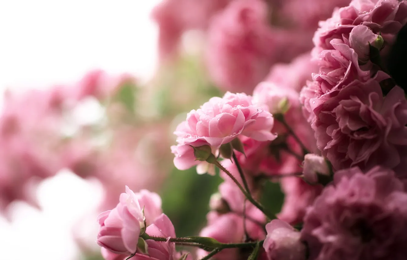 Photo wallpaper drops, flowers, nature, rose, Bush, pink, tea