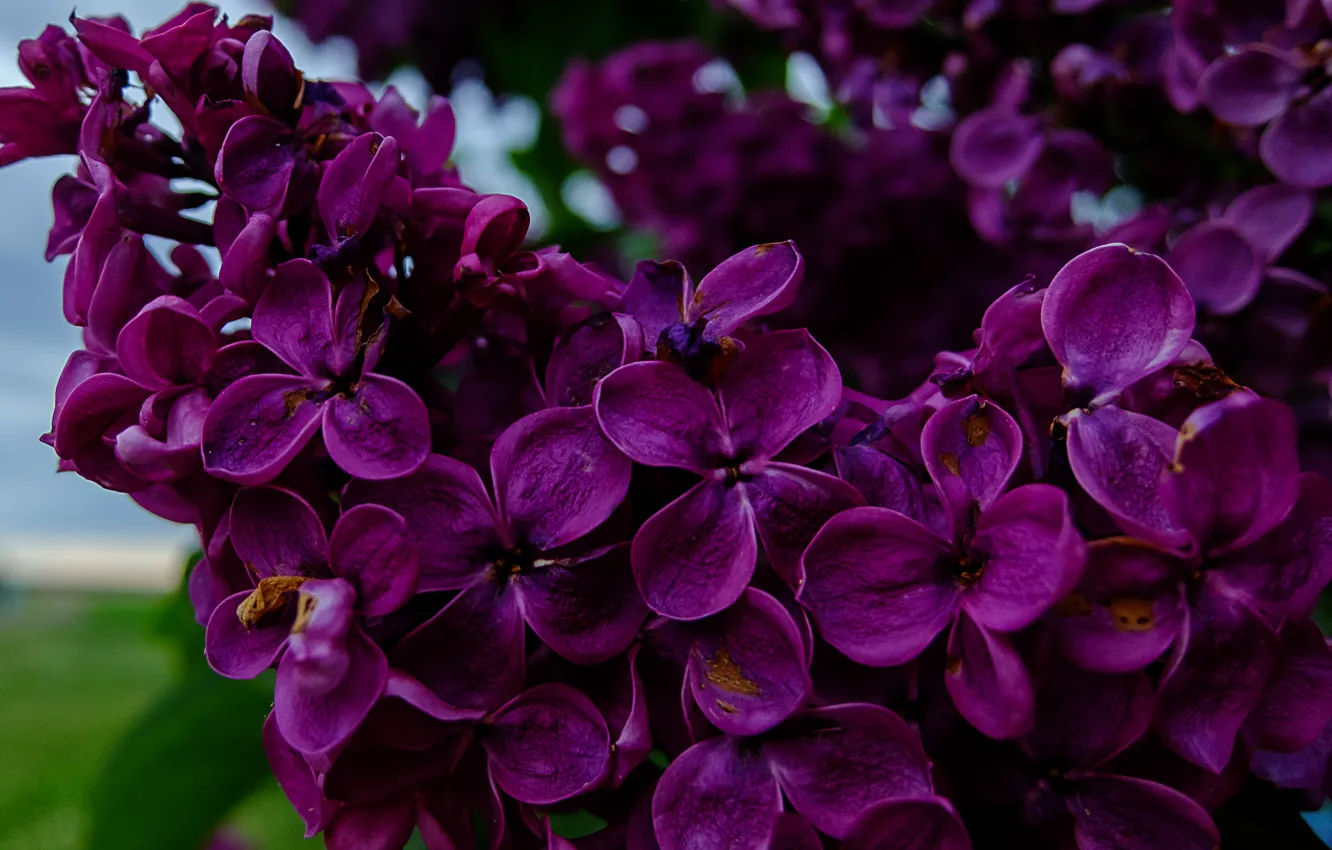 Photo wallpaper greens, the sky, flowers, beautiful, flower, lilac, fujifilm xq2, sky. grass
