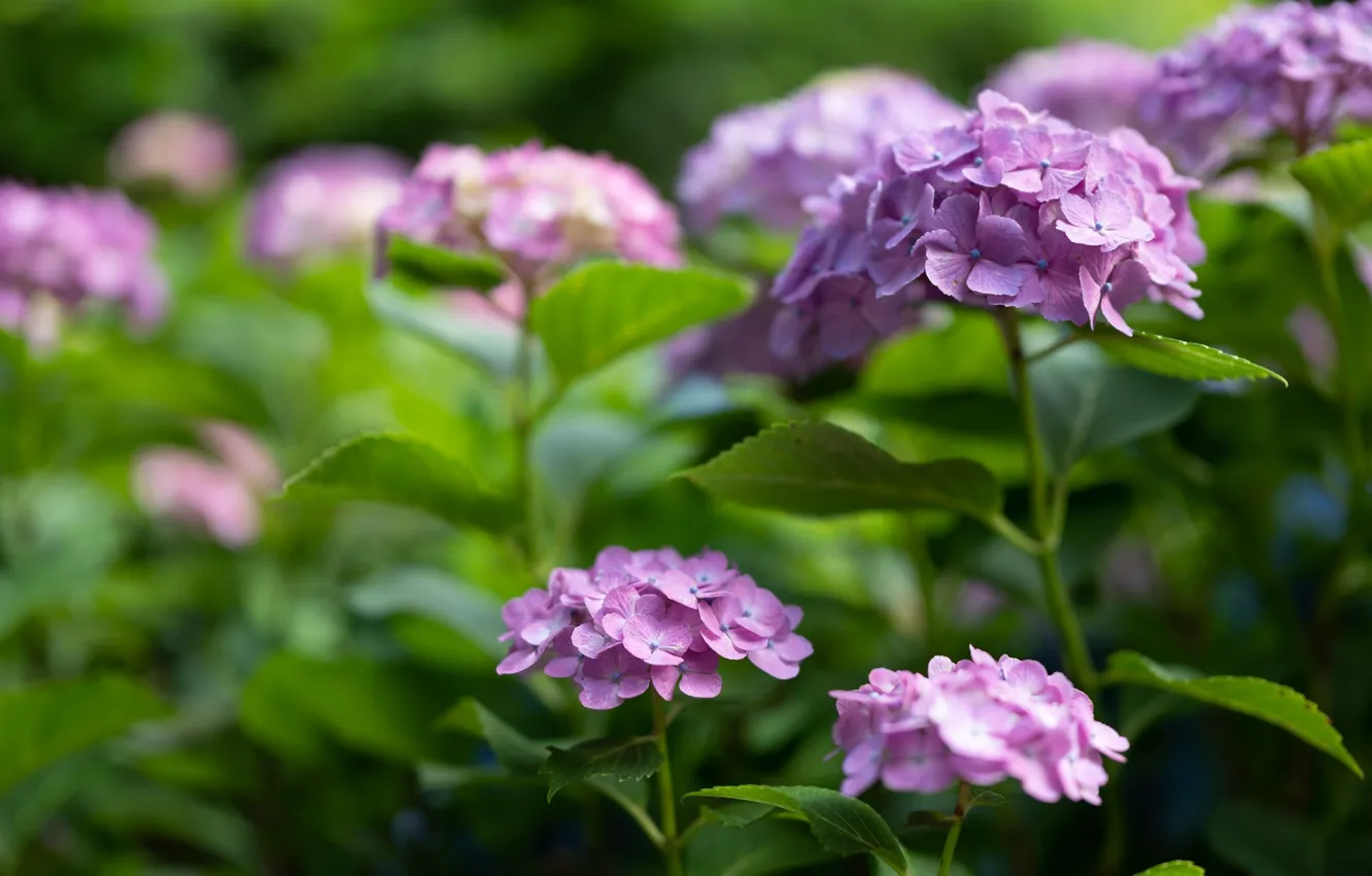 Photo wallpaper leaves, lilac, hydrangea