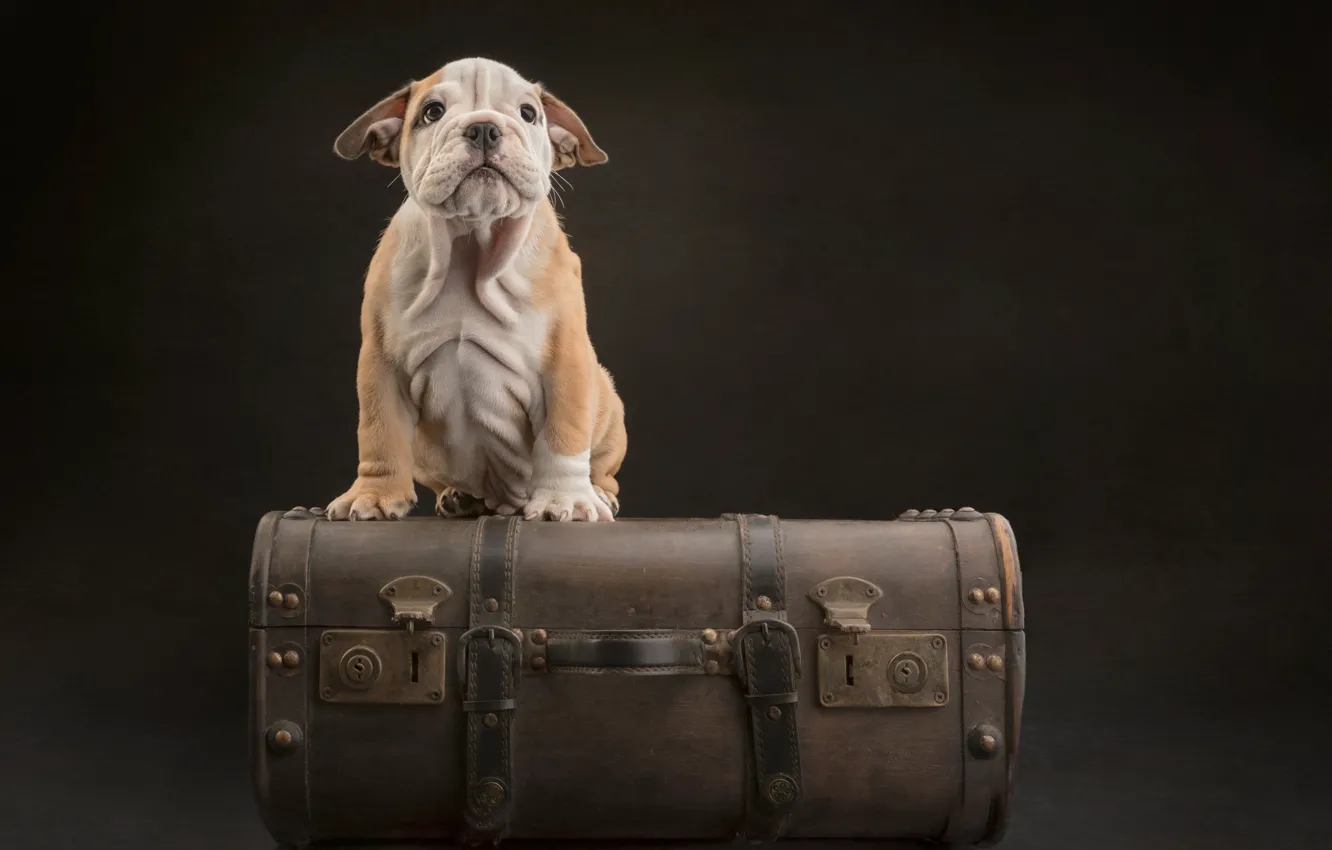 Photo wallpaper background, dog, suitcase