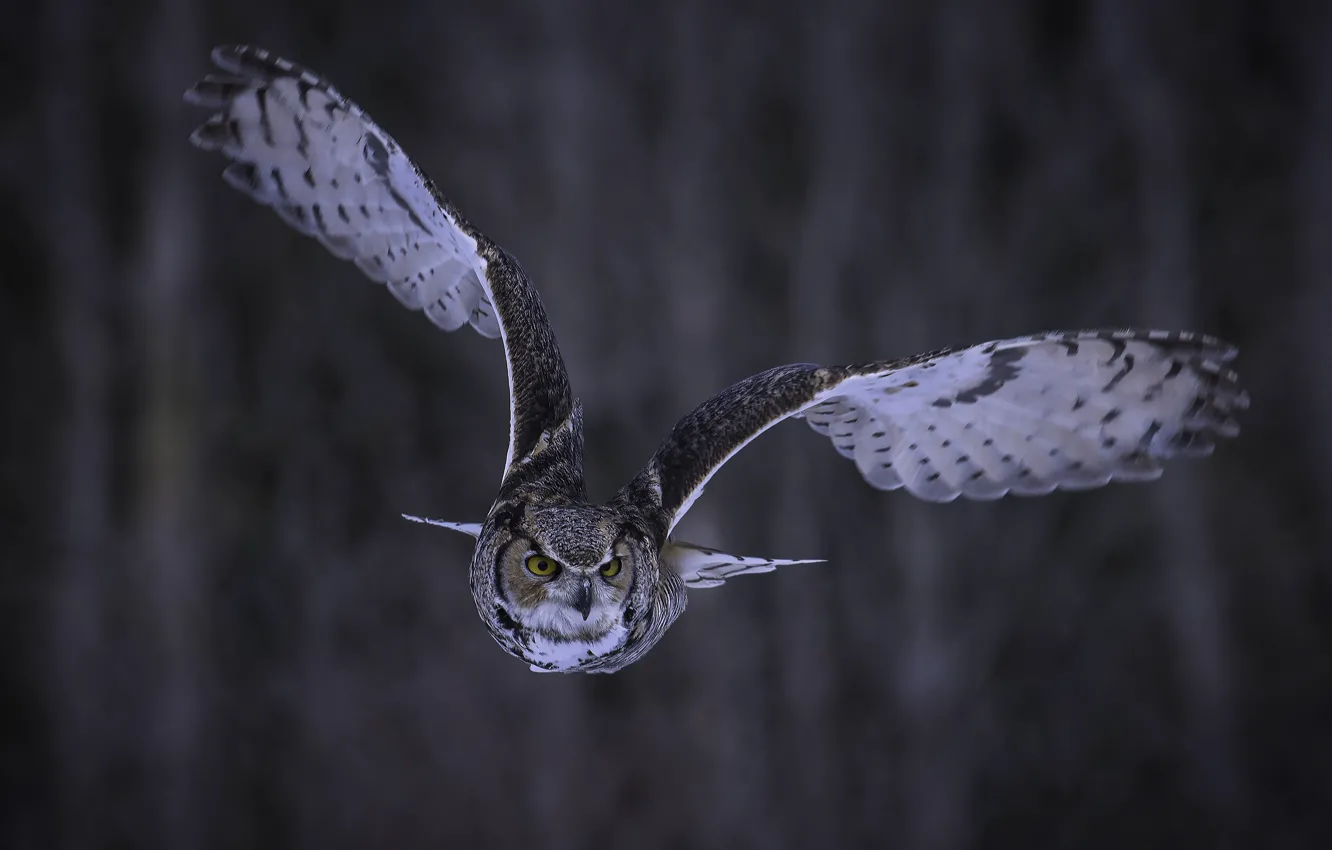 Photo wallpaper look, flight, background, owl