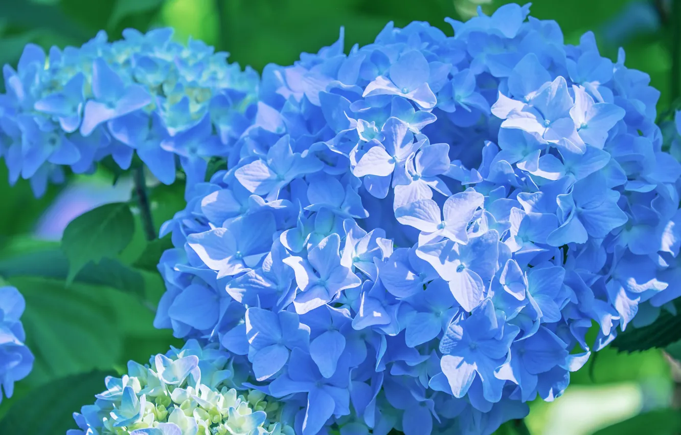 Photo wallpaper macro, light, flowers, petals, blue, flowering, inflorescence, hydrangea
