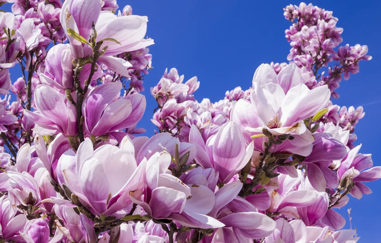 Photo wallpaper the sky, trees, flowers, branches, blue, blue, background, blue