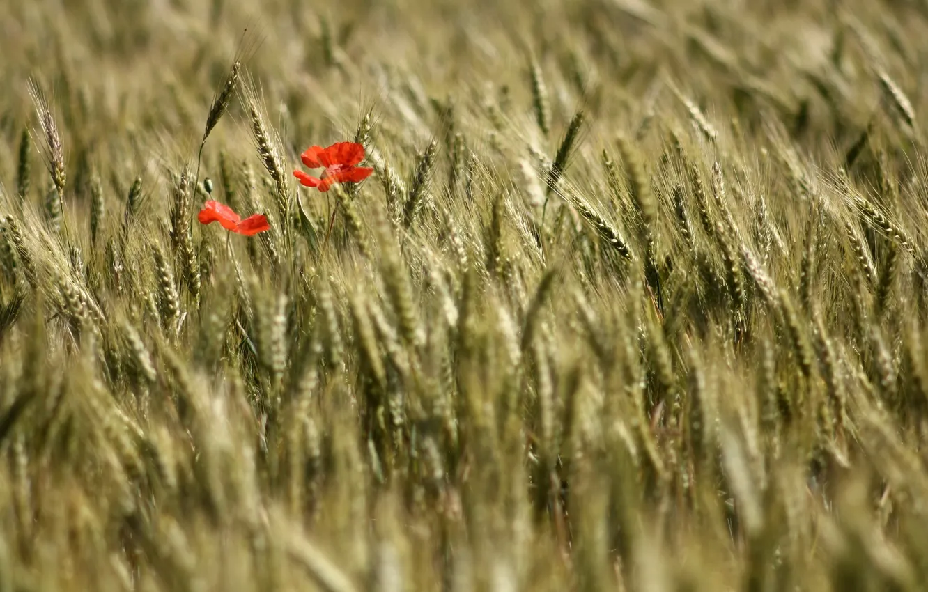 Photo wallpaper summer, nature, Maki, ears
