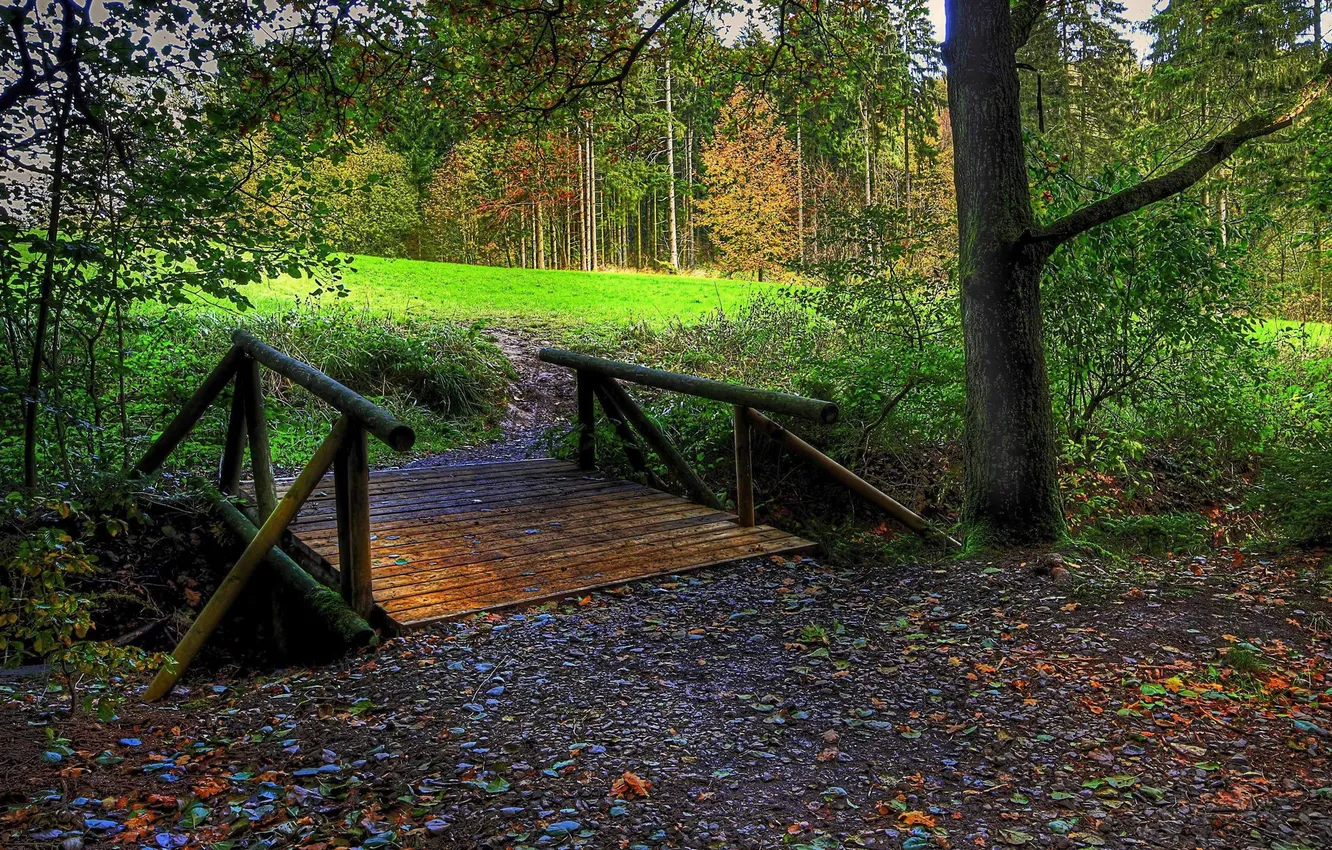 Photo wallpaper field, autumn, forest, leaves, trees, bridge, the bridge