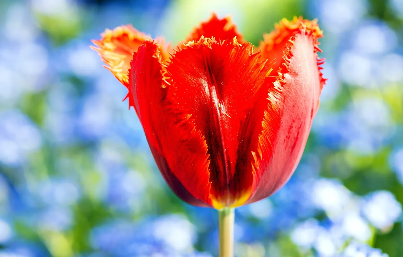 Photo wallpaper flowers, nature, plant, petals, tulips