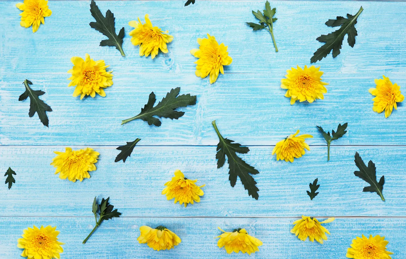 Photo wallpaper flowers, yellow, chrysanthemum, yellow, wood, blue, flowers