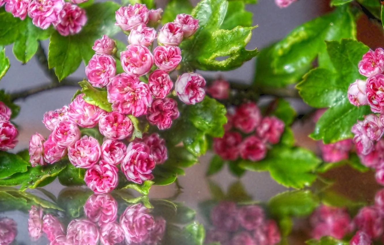 Photo wallpaper flower, spring, blooming