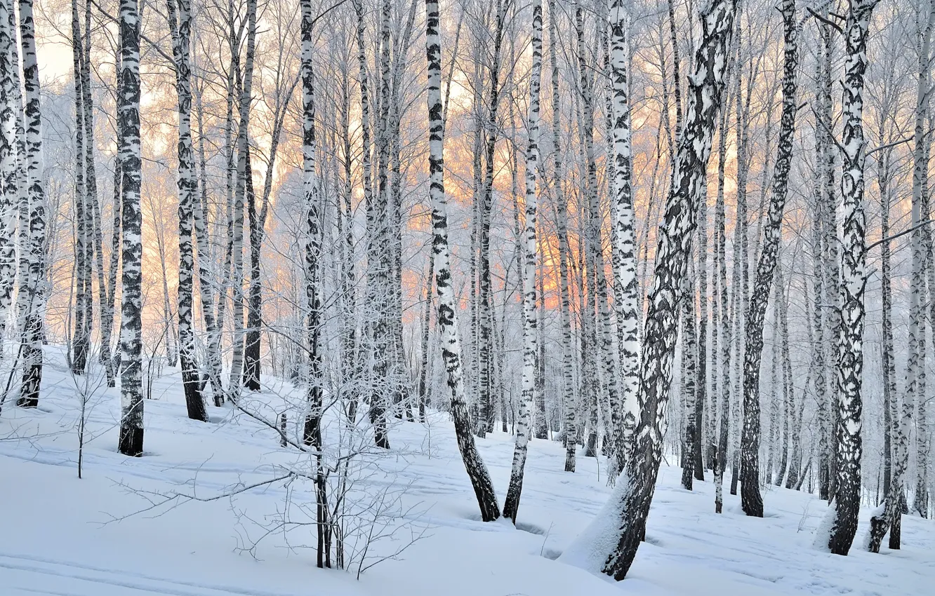 Photo wallpaper forest, trees, winter, snow