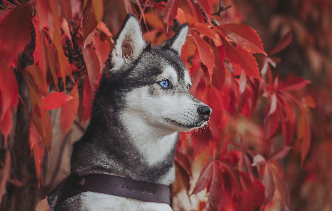 Photo wallpaper autumn, look, face, leaves, portrait, dog, Husky, wild grapes