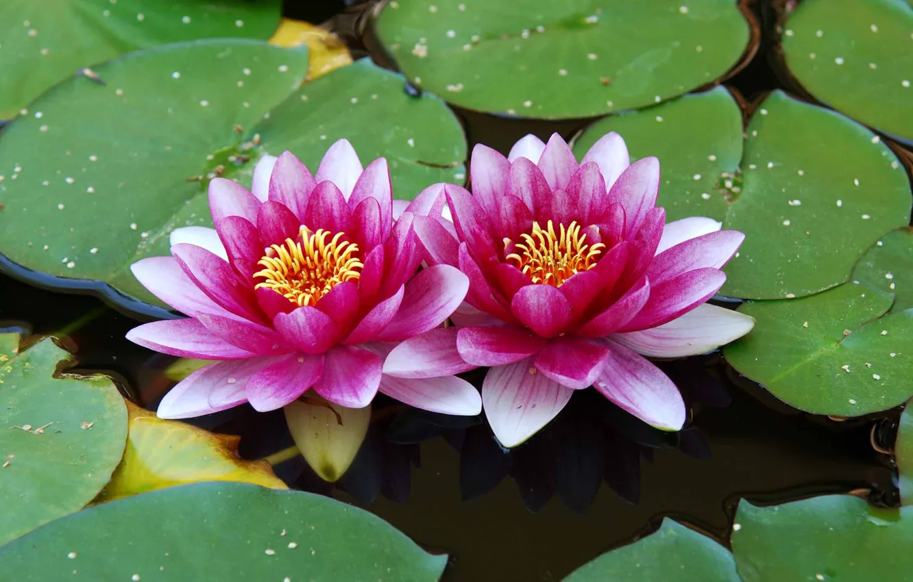 Photo wallpaper flower, leaves, water, Lotus, Lily, Water lilies