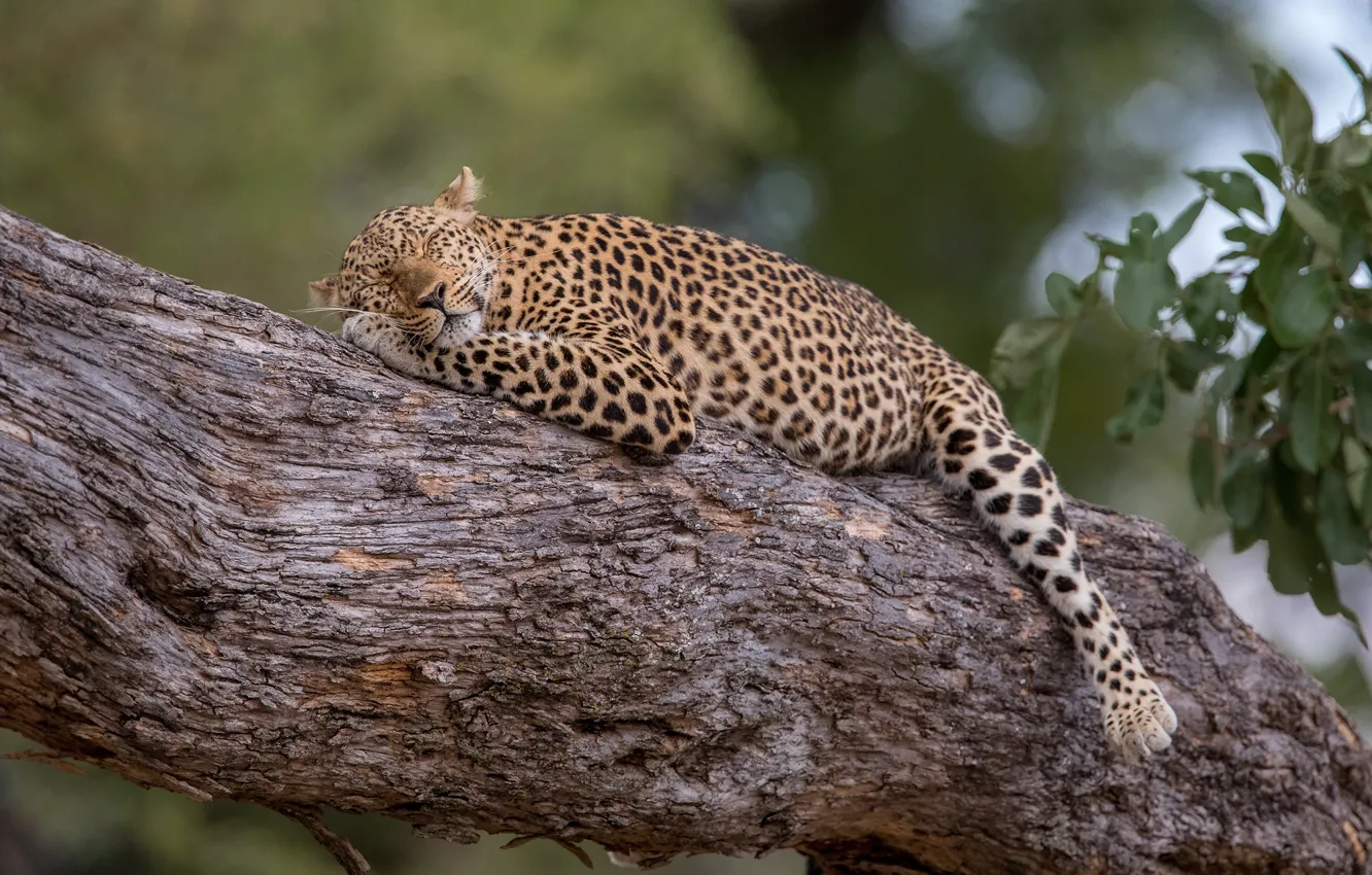 Photo wallpaper cat, nature, tree, stay, sleep, leopard