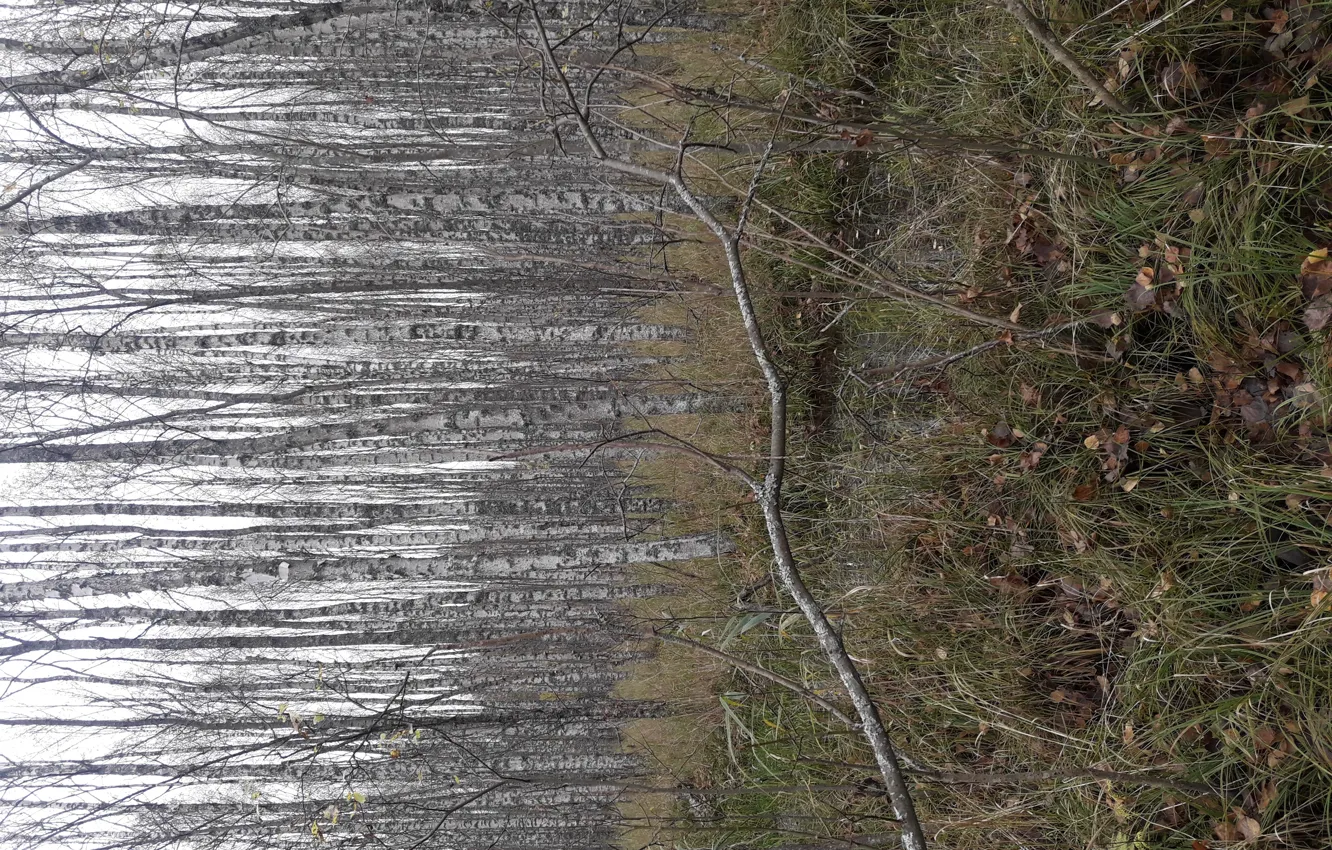 Photo wallpaper autumn, forest, nature, birch, Beauty.