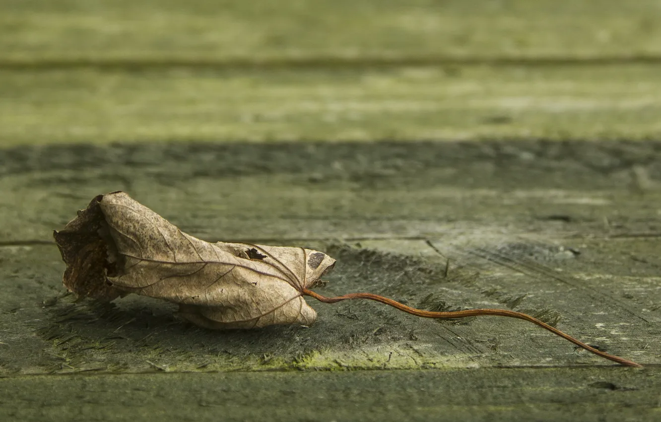 Photo wallpaper sheet, fallen, bokeh