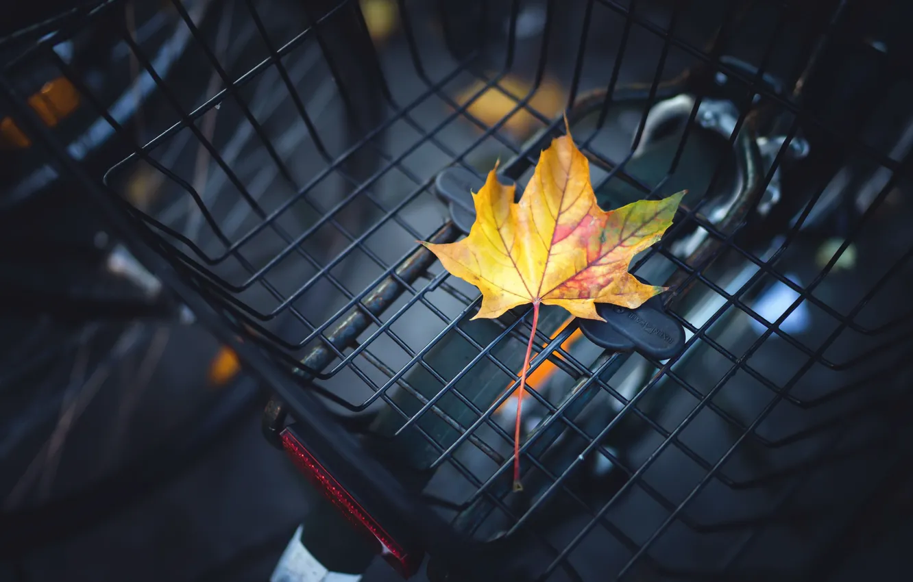 Photo wallpaper autumn, leaves, background