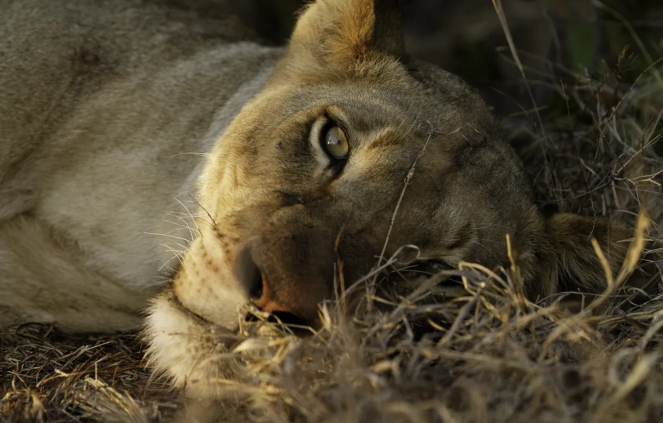 Photo wallpaper look, Leo, lioness, resting