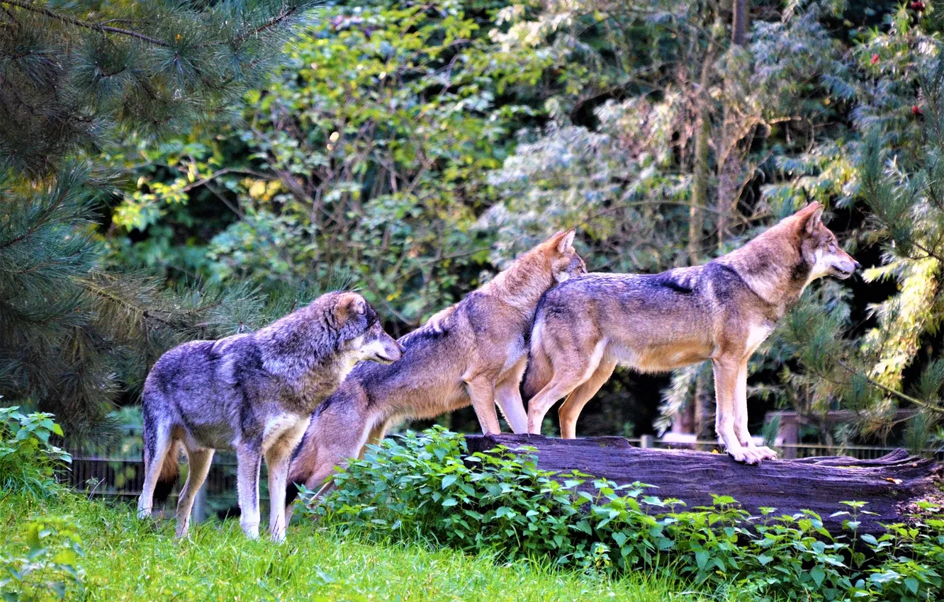 Photo wallpaper Predator, nature, snow, face, animal, wolf, wolves, canis lupus