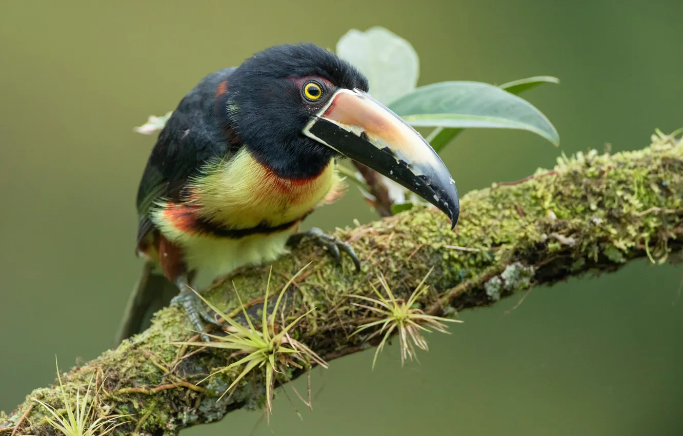 Photo wallpaper background, bird, branch, Toucan, Collared aracari