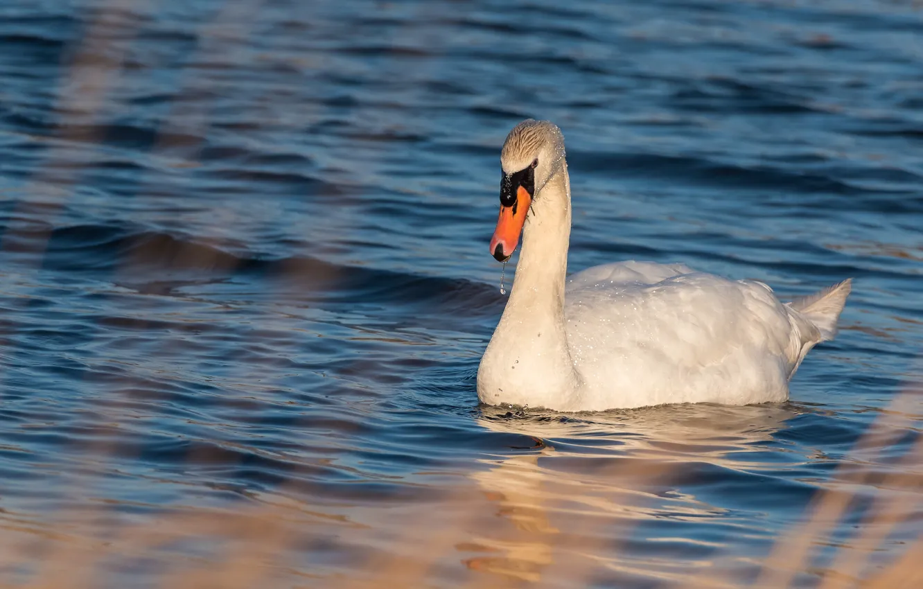 Photo wallpaper white, bird, swans, pond