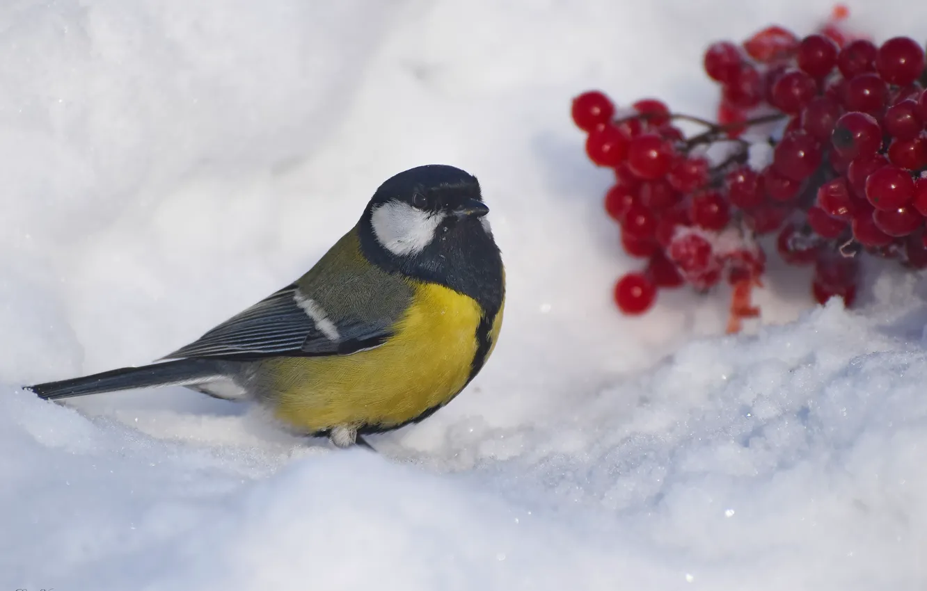 Photo wallpaper winter, bird, tit, photohunt