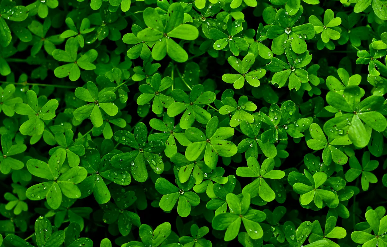 Photo wallpaper leaves, drops, Rosa, plant