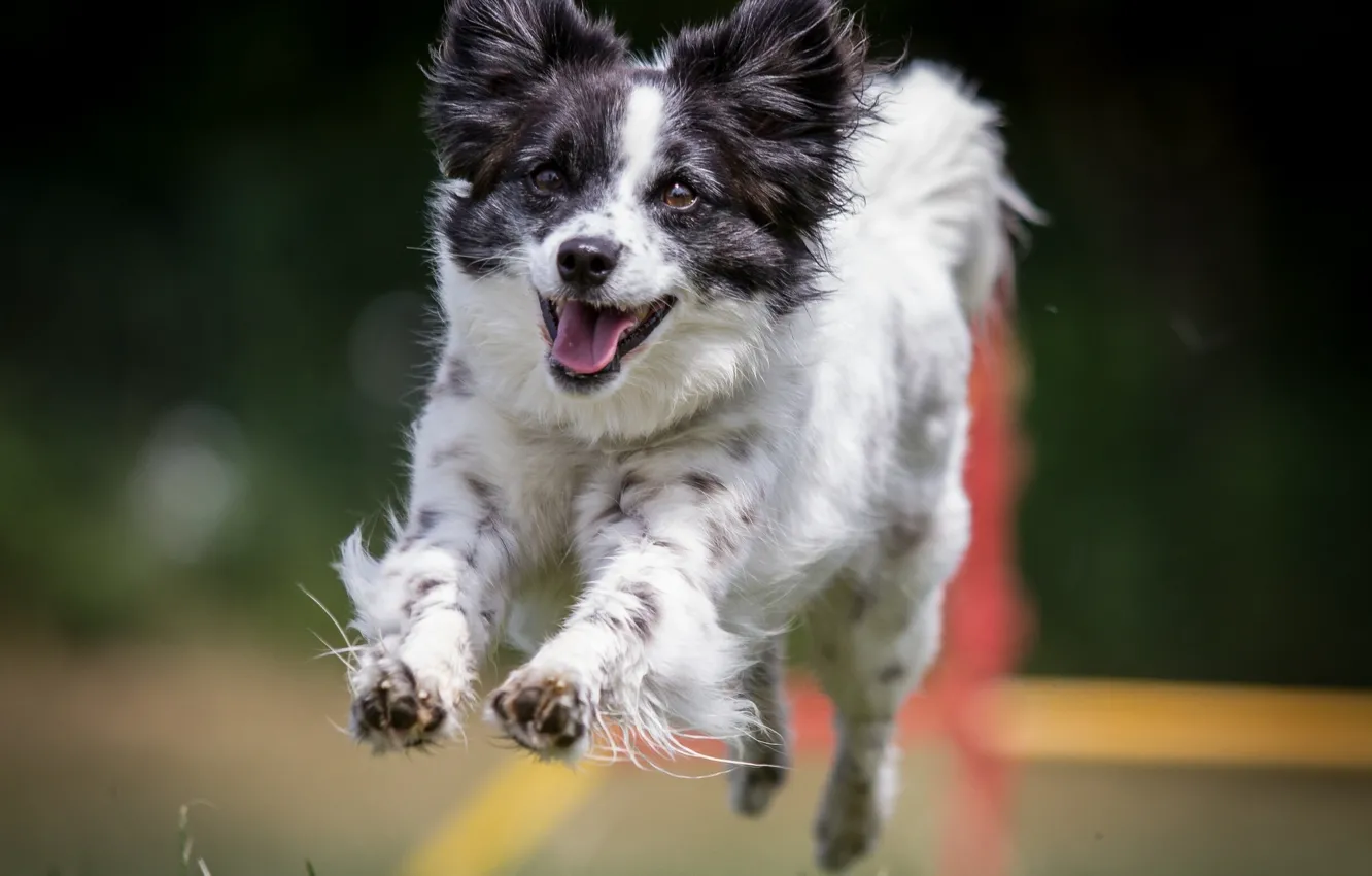 Photo wallpaper joy, mood, dog