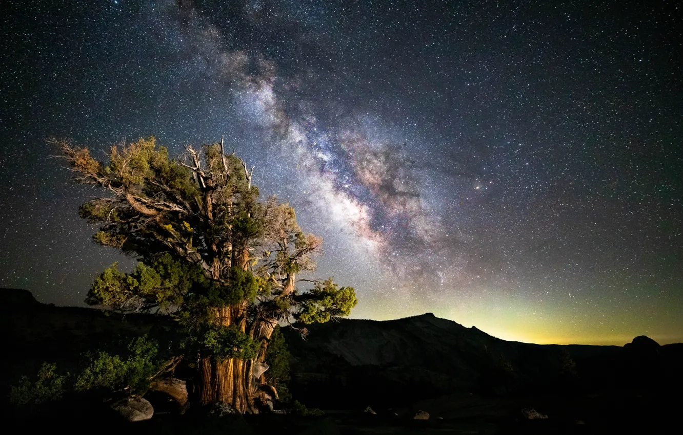 Photo wallpaper the sky, stars, trees, night, the milky way, pine