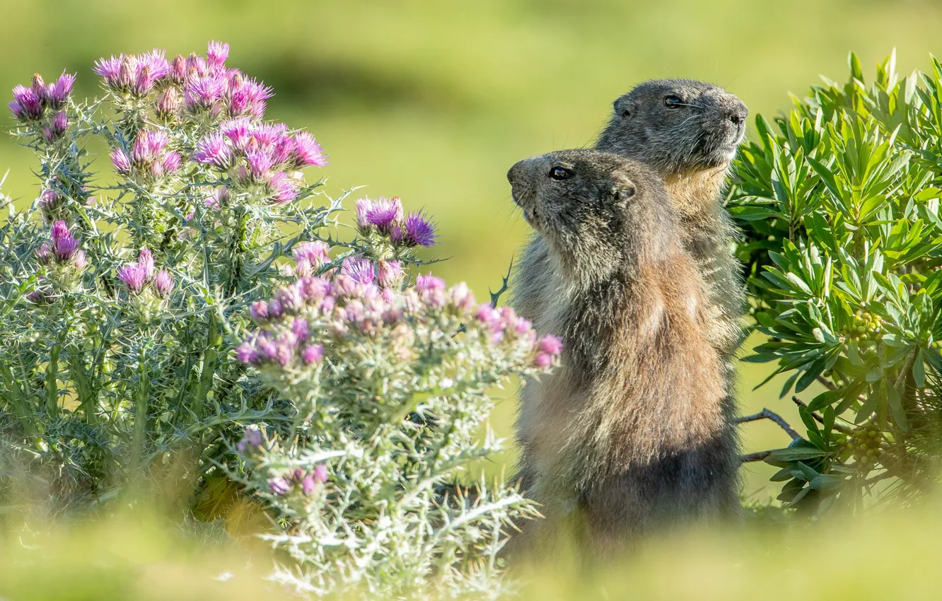 Photo wallpaper flowers, pose, two, pair, a couple, marmot, two Groundhog