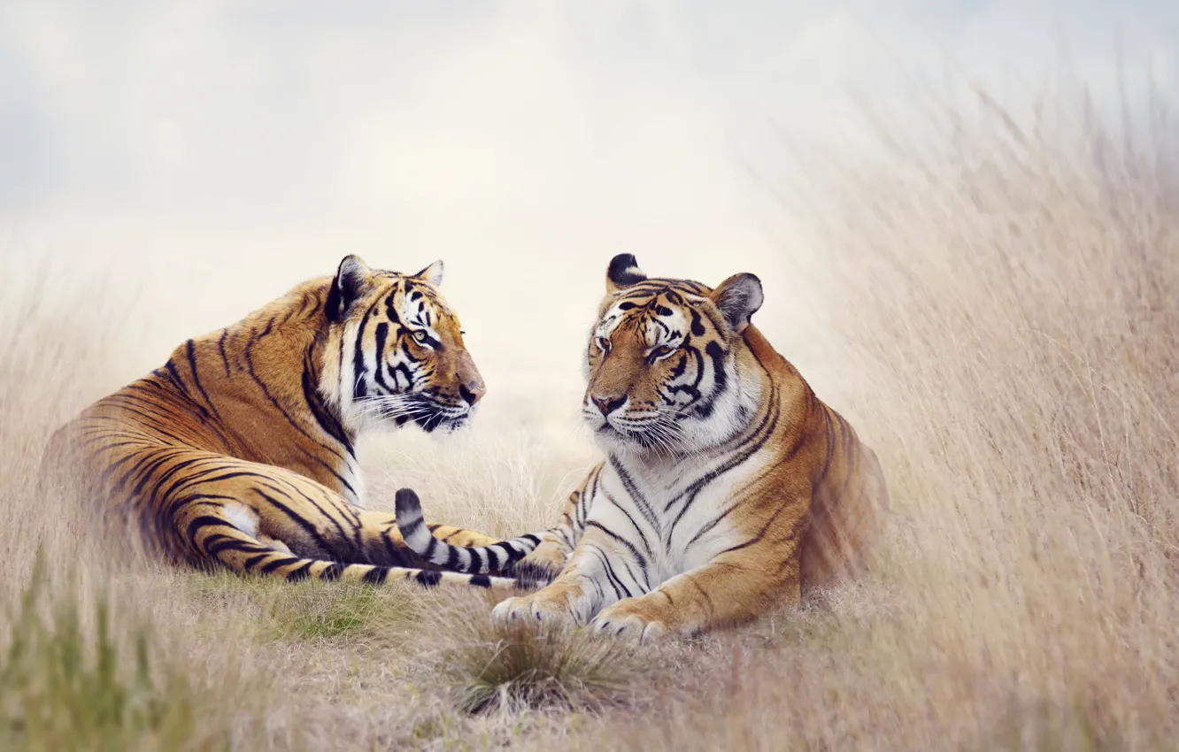 Photo wallpaper animals, nature, tiger, pair, tigers