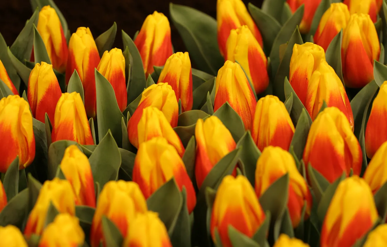 Photo wallpaper bright, bouquet, spring, tulips, buds, a lot, two-tone, red-yellow
