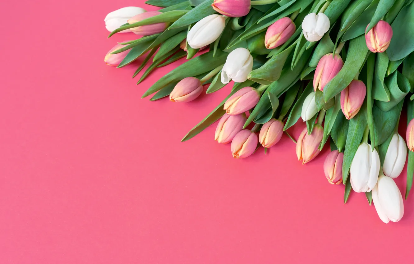 Photo wallpaper flowers, bouquet, tulips, pink, white, white, pink background, fresh