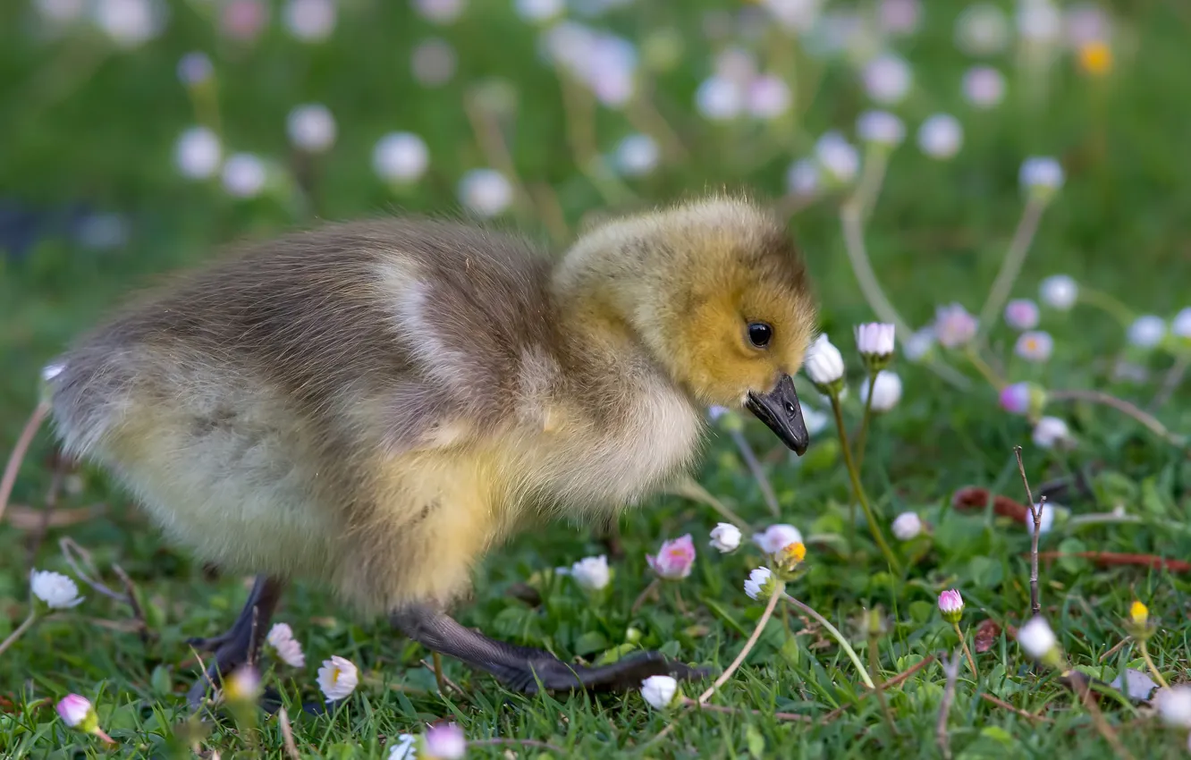 Photo wallpaper grass, look, flowers, nature, bird, glade, baby, walk