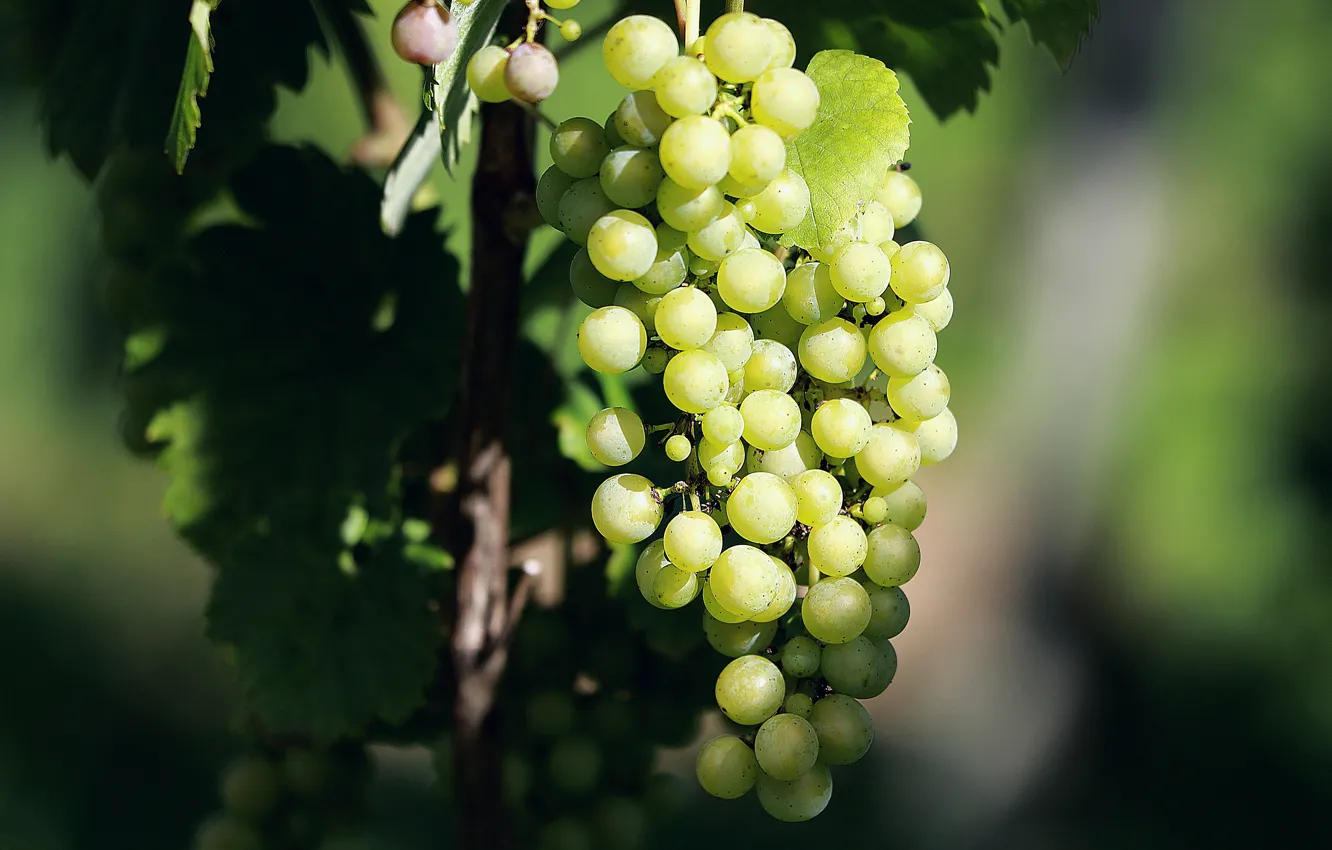 Photo wallpaper green, fruit, grapes, bunch, hanging