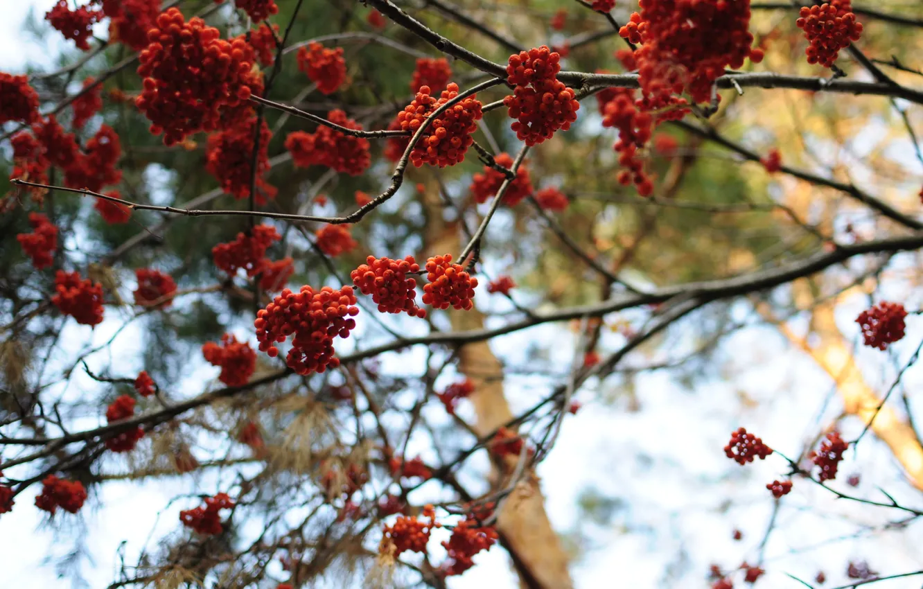 Photo wallpaper branches, berries, bokeh, Kalina