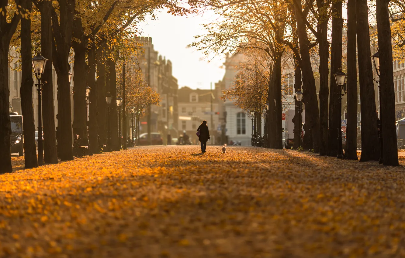 Photo wallpaper Bokeh, Nederland, Hague, Autumn day