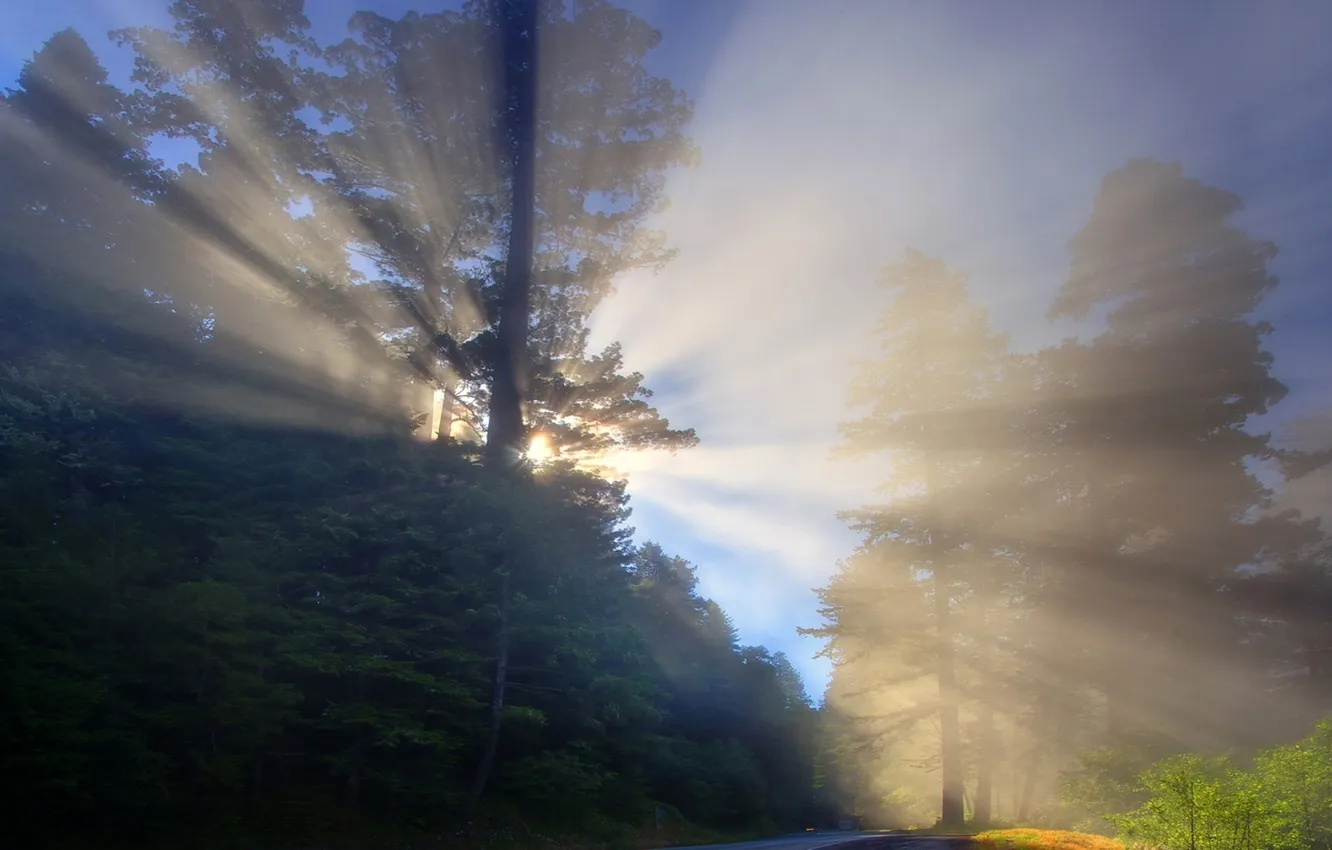 Photo wallpaper road, forest, rays, light, fog