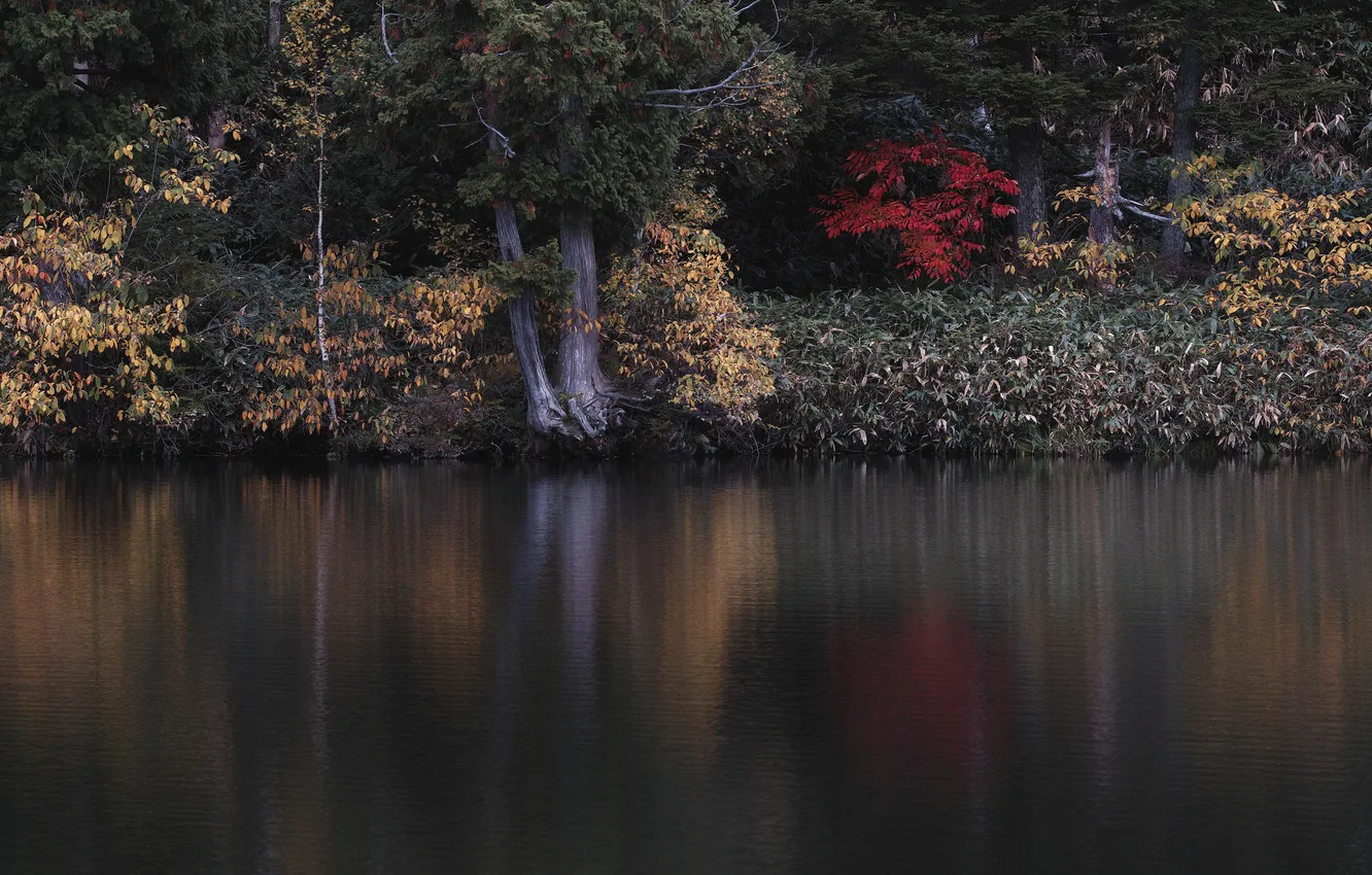Photo wallpaper autumn, forest, trees, lake, pond