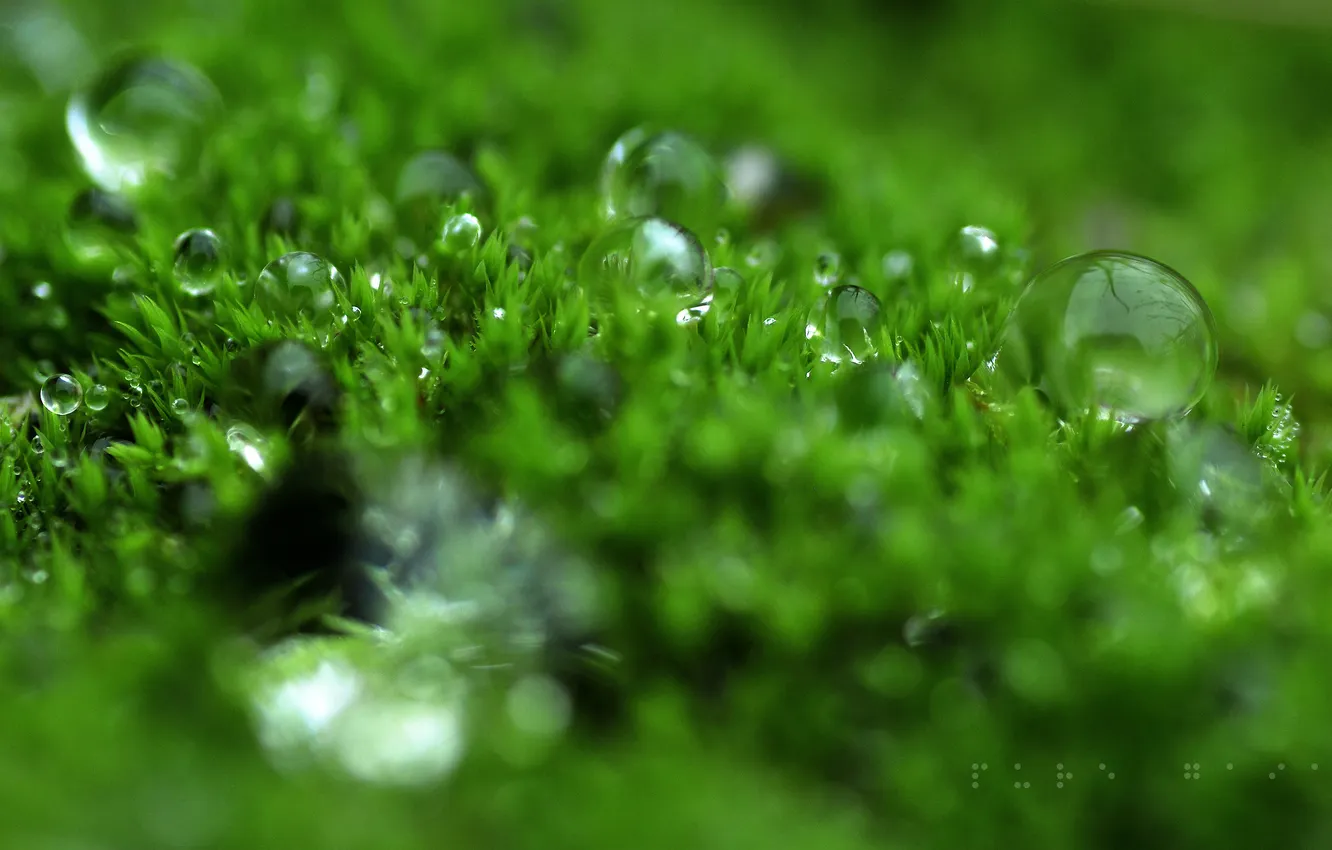 Photo wallpaper grass, drops, lawn