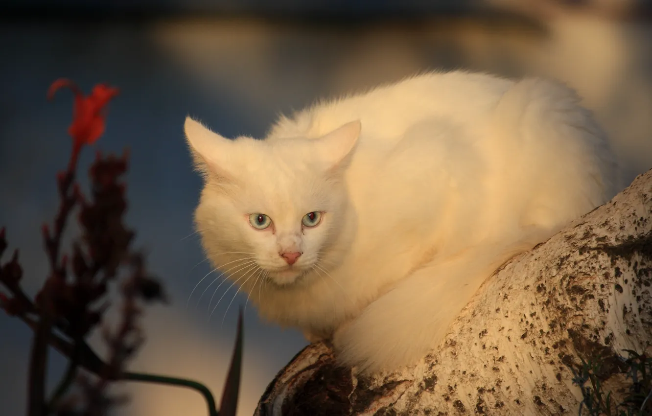 Photo wallpaper cat, bitches, white cat