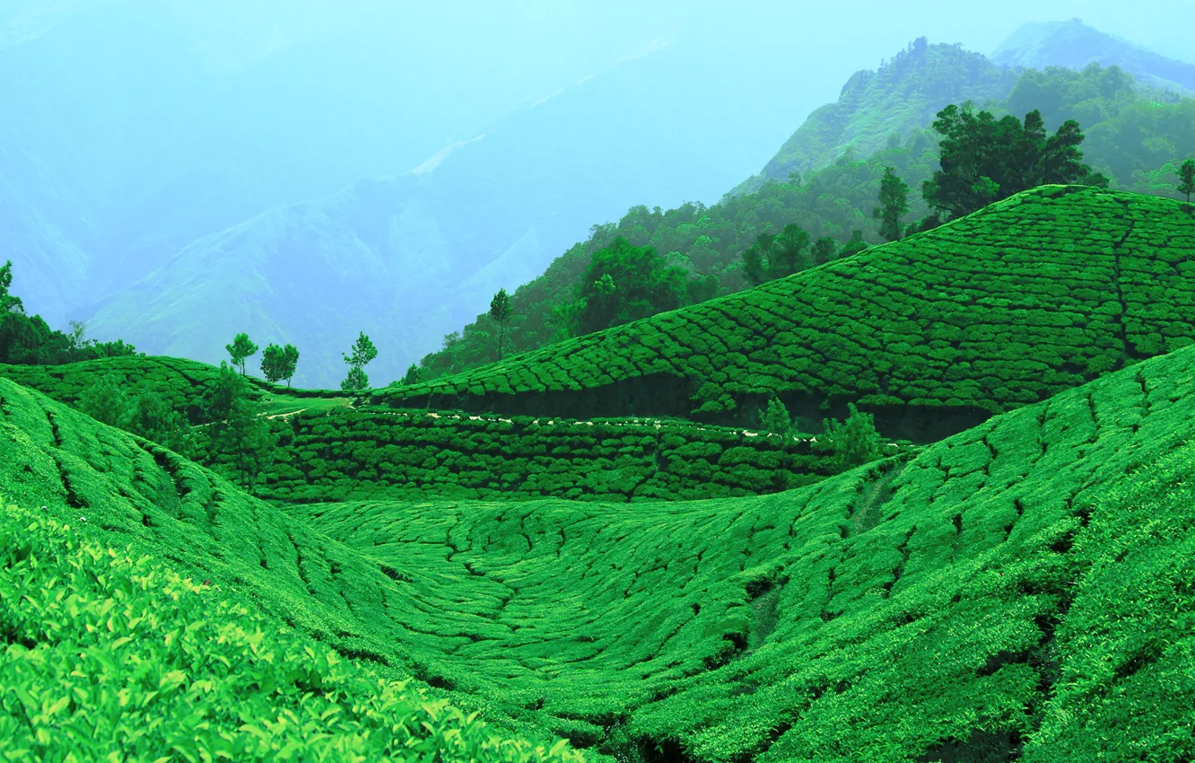 Photo wallpaper Greens, Mountains, Tea