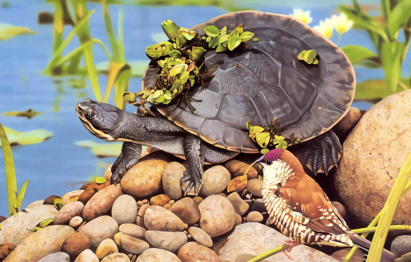 Photo wallpaper nature, animal, turtle