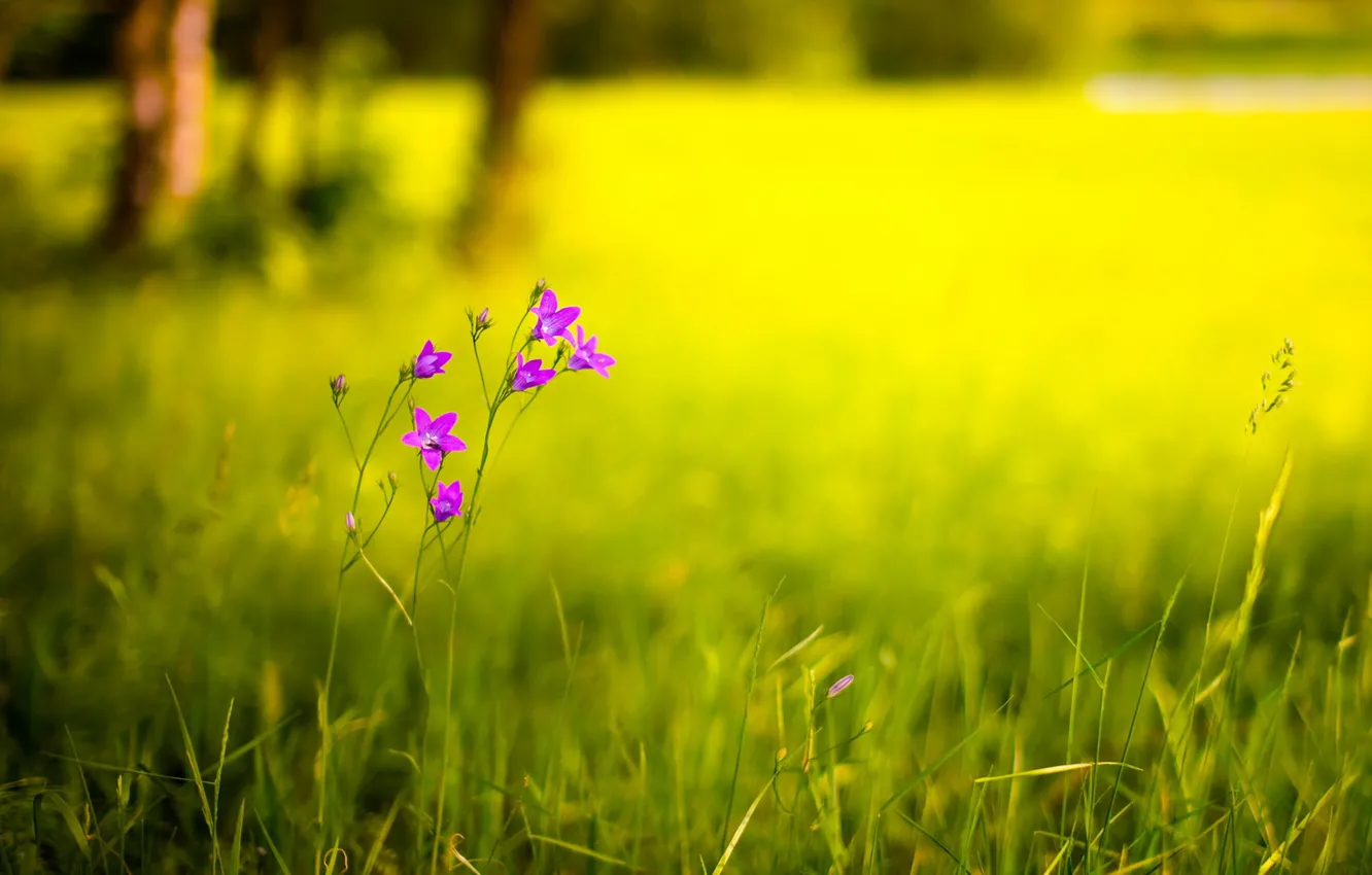 Photo wallpaper field, summer, flowers, nature