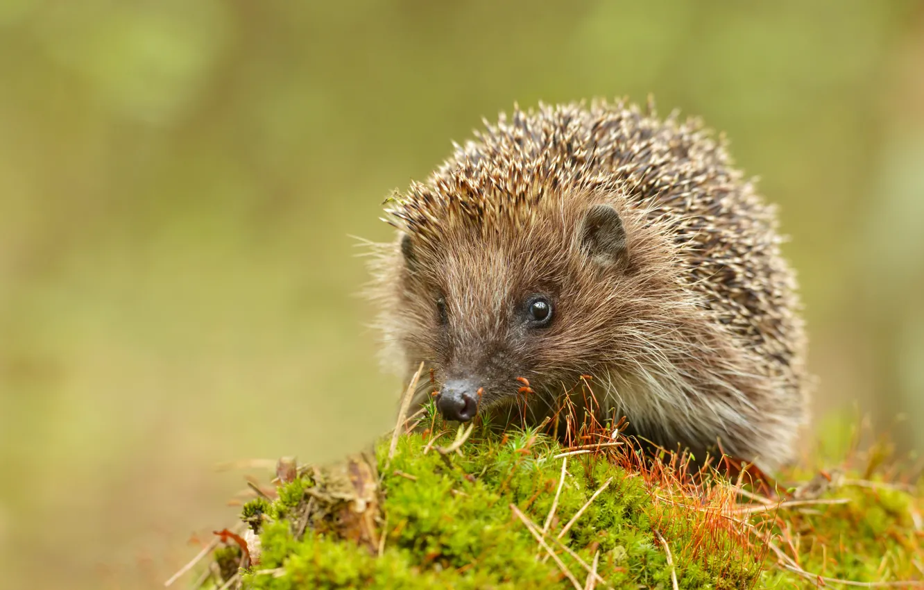 Photo wallpaper look, nature, background, moss, muzzle, hedgehog, hedgehog
