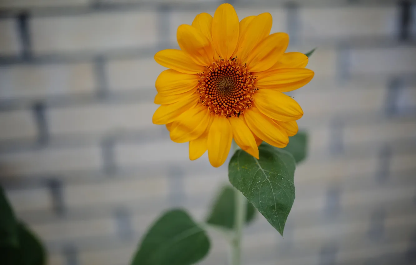 Photo wallpaper decorative sunflower, background, sunflowers