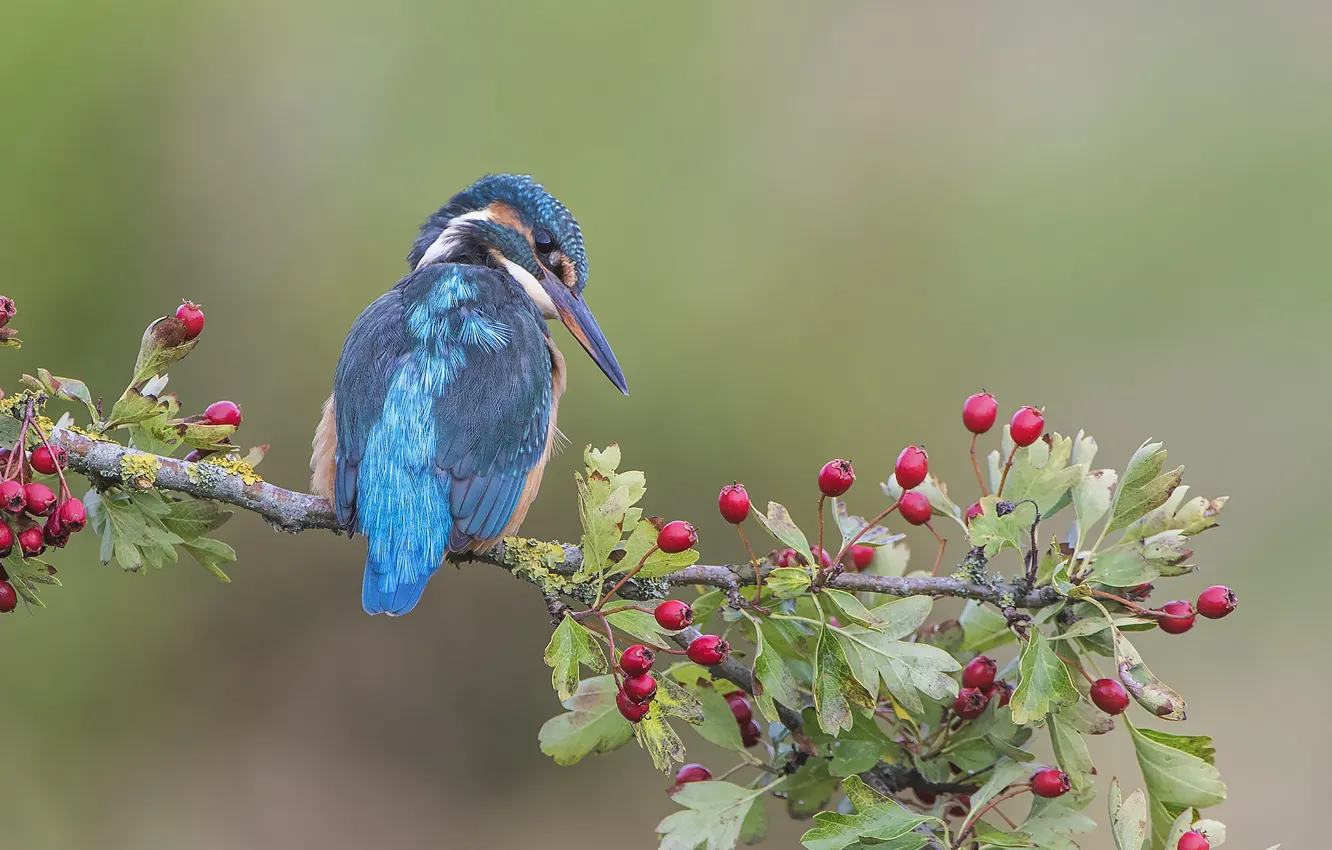Photo wallpaper branches, berries, background, bird, Kingfisher