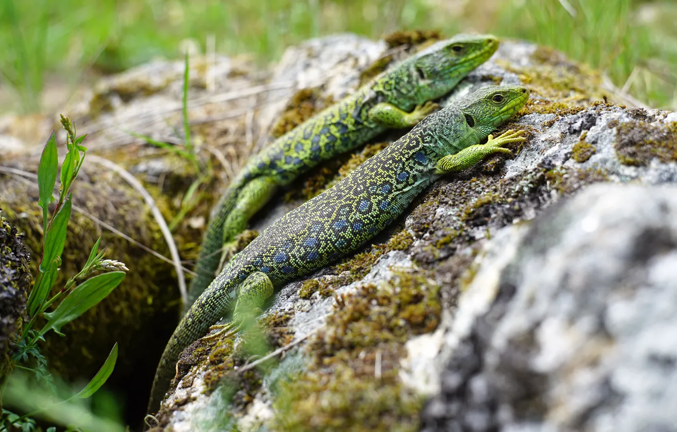 Photo wallpaper green, reptile, nature, moss, pair, two, bokeh, lizard