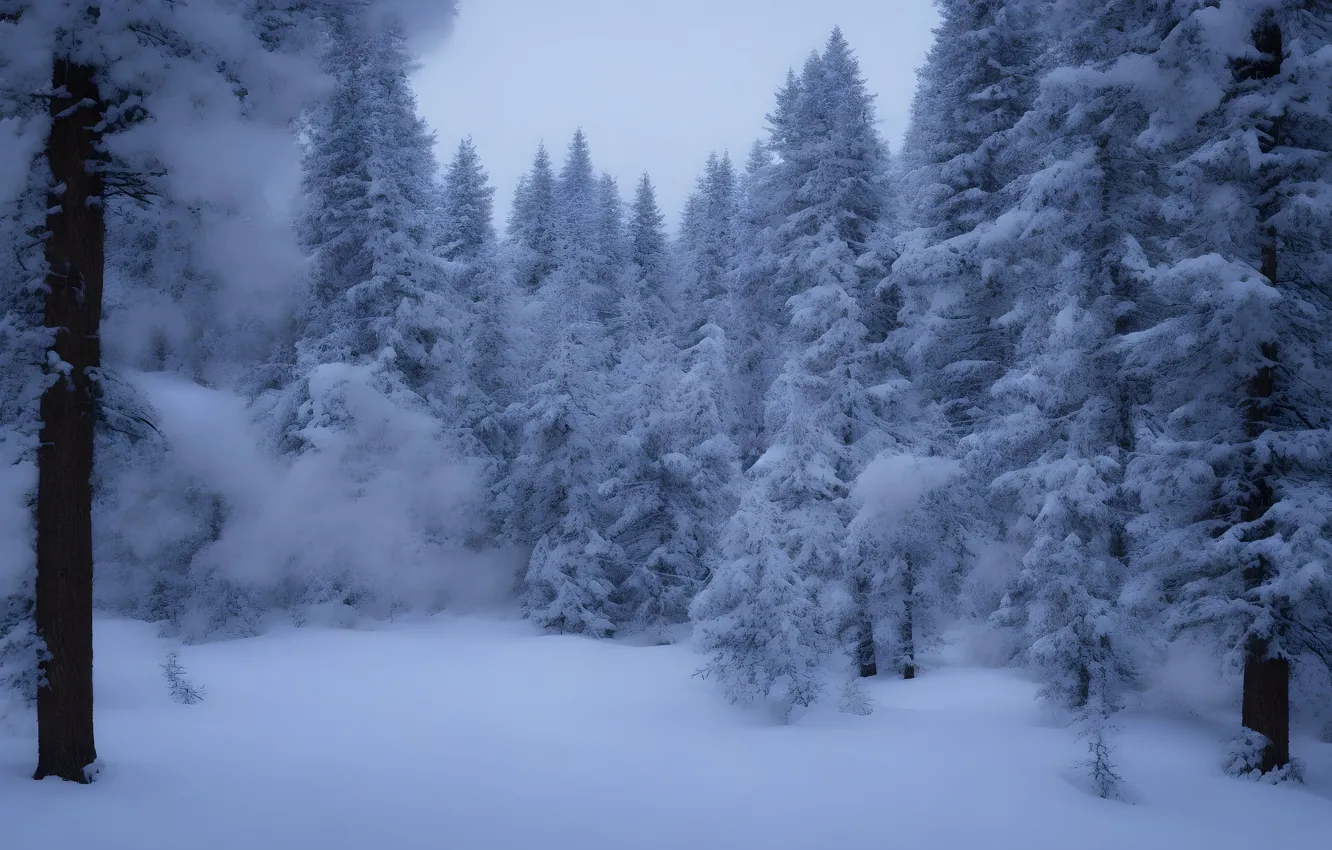 Photo wallpaper winter, frost, forest, snow, trees, nature, winter, tree